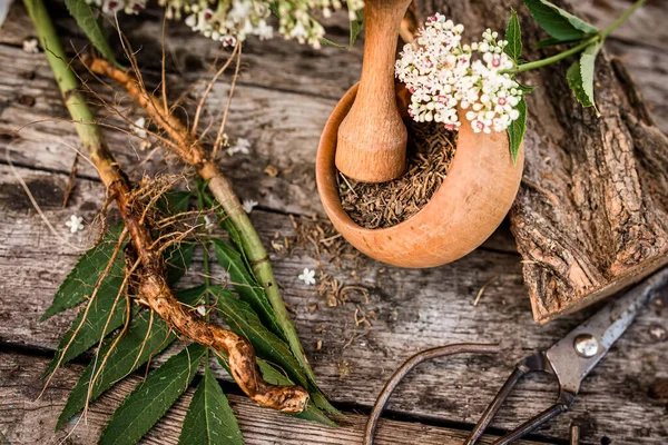 Elder herbaceous - a medicinal plant used to treat rheumatism, gout, tumors, wounds, and also as a diuretic, diaphoretic Sambucus ebulus, also known as danewort, dane weed, danesblood, dwarf elder or