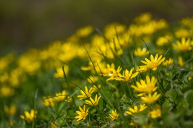 Ficaria verna, Ranunculus ficaria L., lesser celandine or pilewort, fig buttercup yellow flowers with green leaves in a clearing in the spring. Spring background of flowers. clipart