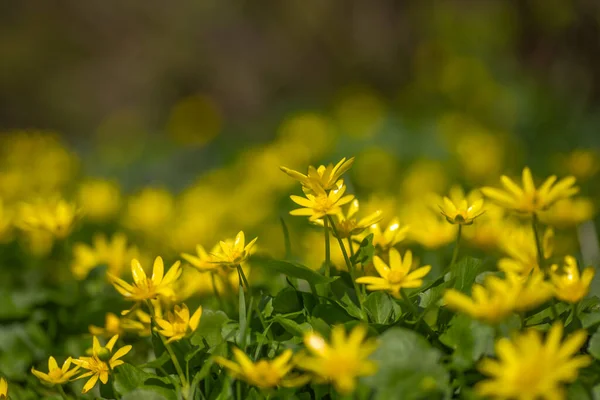Ficaria Verna Ranunculus Ficaria Mindere Knolselderij Pilewort Vijgenboterbloem Gele Bloemen — Stockfoto