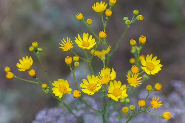 Senecio Inaequidens Narrow Leaved Ragwort South African Ragwort Yellow Small — Stockfoto