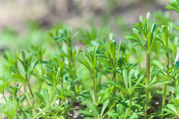Galium Aparine Briefopeners Clivers Goosegrass Catchweed Stickyweed Robin Run Hedge — Stockfoto
