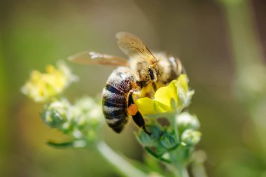 bee collects nectar from Potentilla erecta, Tormentilla erecta, Potentilla laeta, Potentilla tormentilla, tormentil, septfoil, erect cinquefoil yellow small wildflowers melliferous plants