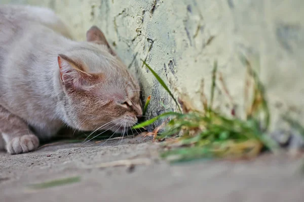 White cat eats grass on the walk. Vitamins for animals. Treatment of animals with herbs.