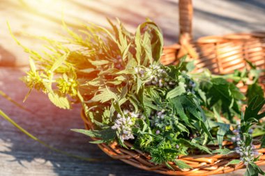 Leonurus cardiaca, motherwort, throw-wort, lion's ear, lion's tail medicinal plant in a wicker basket on a wooden table. Ingredient for cosmetology and non-traditional medicine. Blooming in summer