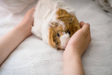 child's hands are hugging Guinea pig. Pet rodent on bed. Caring for pets concept