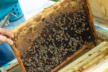 Bahar arıcılığı konseptinde arı ailelerinin incelenmesi. Yumuşak odak.