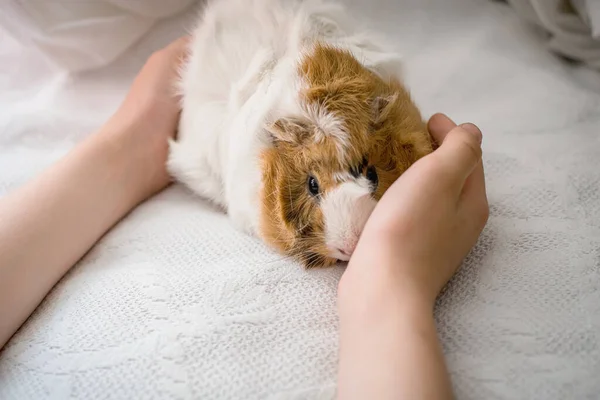 Child Hands Hugging Guinea Pig Pet Rodent Bed Caring Pets — Stock fotografie