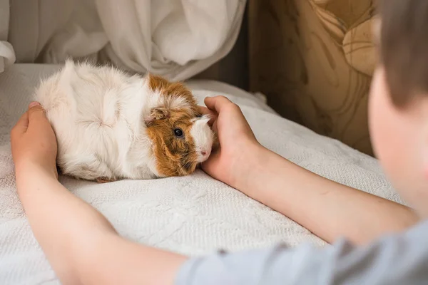 Child Hands Hugging Guinea Pig Pet Rodent Bed Caring Pets — Photo
