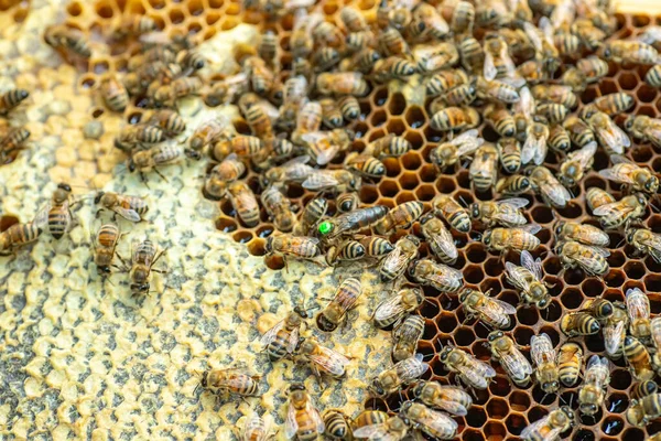 Tribal queen bee on frame with sealed brood. queen bee with green label with number on back. virgin queen sedated and artificially inseminated. Soft focus.