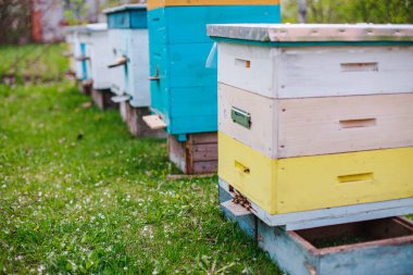 Bee hives close-up on apiary on green grass strewn with fallen cherry leaves. European bees under branches with white cherry flowers.