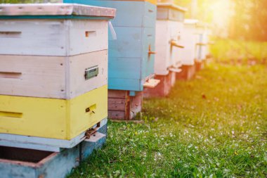 Bee hives close-up on apiary on green grass strewn with fallen cherry leaves. sunset over apiary in spring.