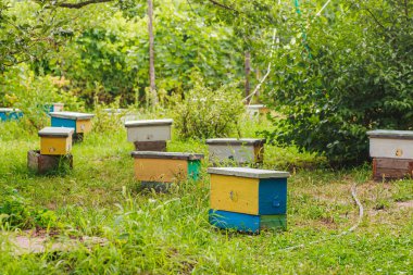 hive swarm, make increase from colony, make up nucleus, rearing, rotating brood, to run bee-yard. Yellow hives for cuttings of honey bees nucleuses in garden among grass