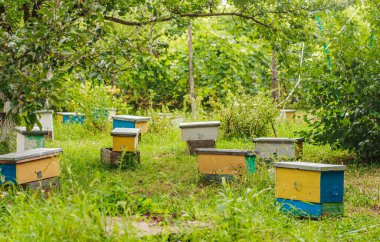 Lots of little yellow nucleus among grass in spring. inseminators Apiary . Bee families with fertile breeding queen be in separate nucleus. Small single-hull hives for breeding bee uteruses