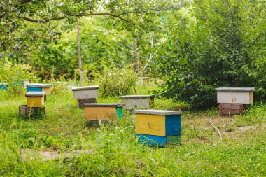 Lots of little yellow nucleus among grass in spring. inseminators Apiary . Bee families with fertile breeding queen be in separate nucleus.