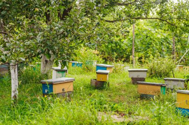 hive swarm, make increase from colony, make up nucleus, rearing. Yellow hives for cuttings of honey bees nucleuses in garden among grass