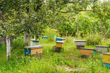 hive swarm, make increase from colony, make up nucleus, rearing. Yellow hives for cuttings of honey bees nucleuses in garden among grass clipart