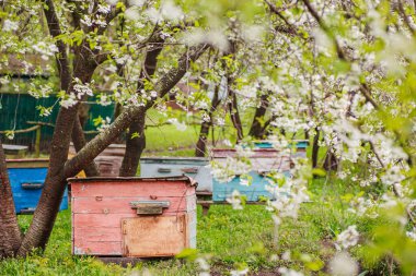 Pink single-hull ediary is given on apiary in spring. Hives in flowering garden in Ukraine in April. first honey pickings and pollen collection by honeybees. Preparing apiary for honey season