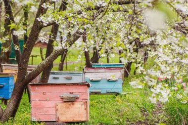 Pink single-hull ediary is given on apiary in spring. Hives in flowering garden in Ukraine in April. first honey pickings and pollen collection by honeybees. Preparing apiary for honey season