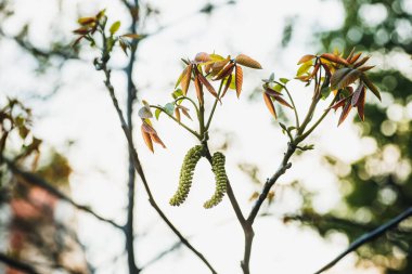 Walnut blooms. Walnuts young leaves and inflorescence on a city background. flower of walnut on the branch of tree in the spring. Honey plants Ukraine. Collect pollen from flowers and buds. Defocused