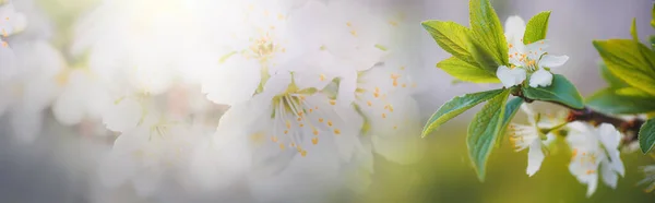 A background with delicate cherry blossoms on a white background with blurred petals and pistils. Prunus tomentosa, Nanjing cherry, Korean cherry, Manchu cherry, downy cherry, Shanghai cherry, Ando cherry, mountain cherry, Chinese bush cherry, and Ch