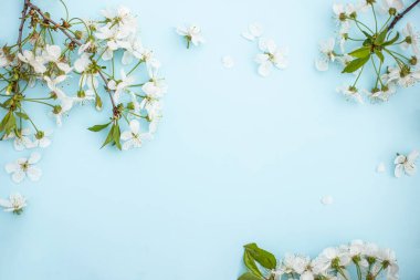 Mavinin üzerinde beyaz kiraz çiçekleri dalları var. Çiçek deseni. Mesaj için yer var. Sancak ya da şablon. Yukarıdan bak, düz yat.