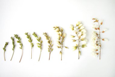 Sprigs of acacia flowers on a white background. Stages of flowering of acacia. Buds and flowers of fresh acacia.