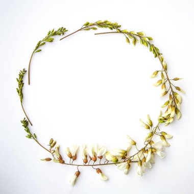 Frame of buds and acacia flowers on a white background. Spring background for honey advertising.