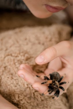 A child plays with a terrible pet tame spider tarantula.The spider on the fingers of the boy. Arachnophobia