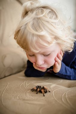 The baby studies a huge spider crawling on the couch. A child plays with his spider at home.