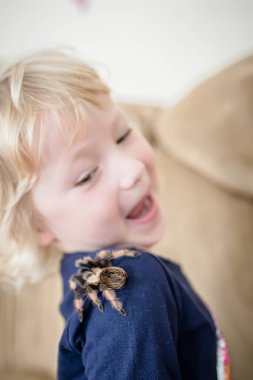 The child was frightened by a huge spider crawling on his back. The baby is terrified of the tarantula jumping on her shoulder.