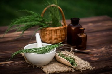 Apothecary mortar with dry medicinal herbs horse tail. Equisetum, horsetail, snake grass, oil for cosmetology. puzzlegrass, candock extract for alternative medicine used diuretic for edema.