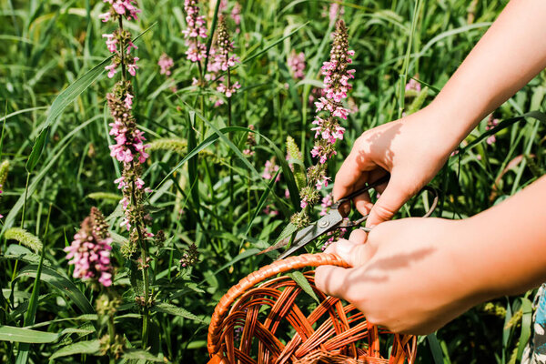 Lythrum salicaria, purple loosestrife, spiked loosestrife, purple Lythrum herb is collected by hand healers, and local witches, who make a ritual out of it for girls who want to bewitch guy.
