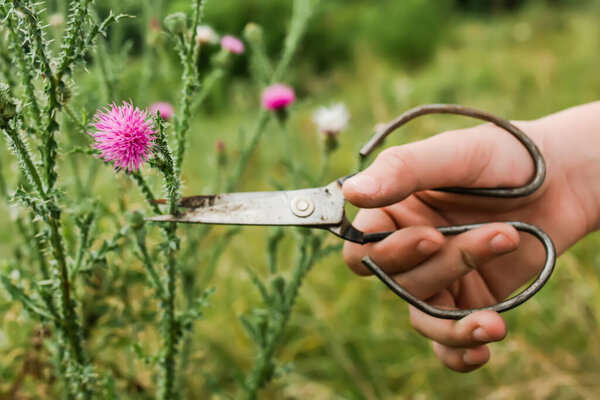 Carduus acanthoides, spiny plumeless thistle, welted thistle, or plumeless thistle a hand with vintage scissors pruning a flower in the summer in a meadow. Collection of medicinal herbs for herbalists