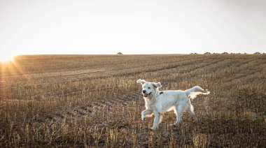 Funny golden retriever dog runs through a field of mowed buckwheat at sunset. International Golden Retriever Day 2 February