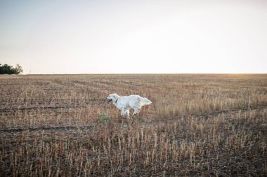 A large white dog runs across a field of mowed buckwheat in the summer at sunset. International Golden Retriever Day 2 February