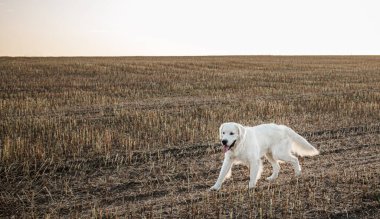 A large white dog runs across a field of mowed buckwheat in the summer at sunset. International Golden Retriever Day 2 February