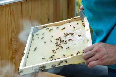 beekeeper holds frame with white new wax. small family of honeybees on cells of wax. selective focus. Soft focus