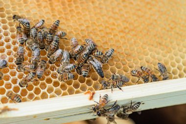 Frames of a beehive. Bees eat nectar from wax cells. Queen bee surrounded by nurse bees. selective focus, soft focus. copy space