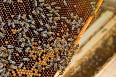 Frame with honey bees, sealed brood and honey. Work on the apiary. selective focus. Soft focus