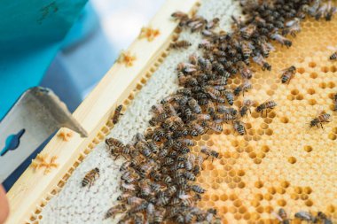 Frames of a beehive. Busy bees inside hive with open and sealed cells for sweet honey. Bee honey collected honeycomb. closeup of bees on honeycomb in apiary, selective focus. Soft focus