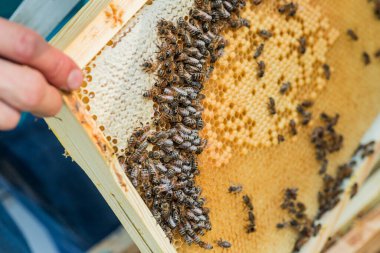Frame with honey bees, open and sealed brood and honey. working bee on comb foundation. colony of bees. selective focus. Soft focus