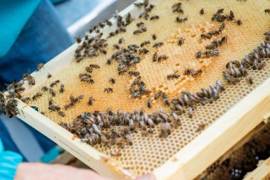 Frame with honey bees, open and sealed brood and honey. working bee on comb foundation. colony of bees on 10-frame beehive. selective focus. Soft focus