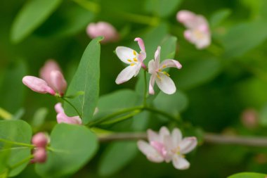Wild blooming bush Lonicera tatarica, Tatarian honeysuckle with pink flowers. Honey plant of Europe and Ukraine