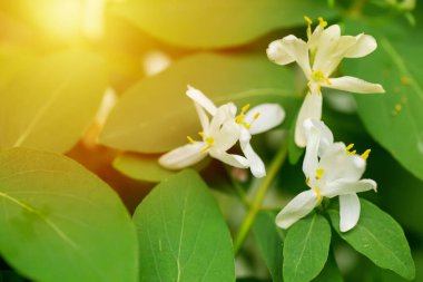 Tatarian honeysuckle Blossoming in spring in an eco-friendly forest. Lonicera tatarica white flowers on branch
