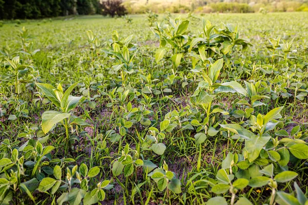 asclepias on the field with young soybeans. Lambsquarters soy sprouts on an unencidesed without herbicidefield. weed cover is present on agricultural fields. death of crop. Weed Control in Soybeans.