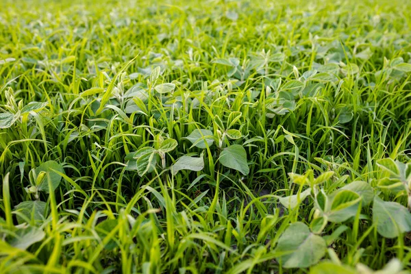 Weed Control in Organic Soybean Farms. Lambsquarters soybean sprouts on an unencidesed without single non-residual herbicidefield. Weeds transmit diseases and pests, and cause problems during harvesting