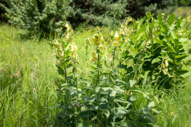 Digitalis grandiflora, yellow foxglove, big-flowered foxglove, or large yellow foxglove medicinal plant in meadow used in the treatment of heart disease.