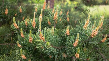 Ormanda yetişen çam dallarındaki genç yeşil tümsek. Çam kozalakları. Yemek pişirme çorbası için çam filizlerini toplayın. Kozmetik ve tıpta çam parçaları kullanmak.