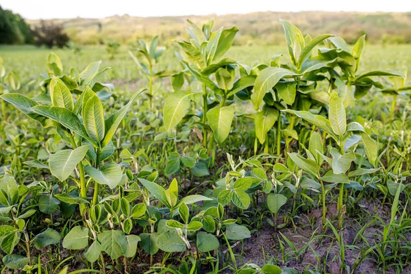 Weed Control in Soybeans. asclepias on the field with young soybeans. Lambsquarters soy sprouts on an unencidesed without herbicidefield. weed cover is present on agricultural fields