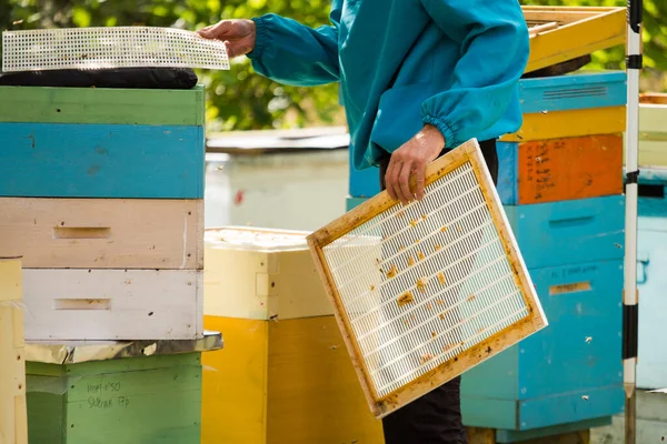 Installing queen excluder in hives on apiary